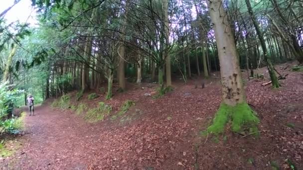 Une Forêt Pins Magique Pendant Journée Avec Mousse Herbe — Video