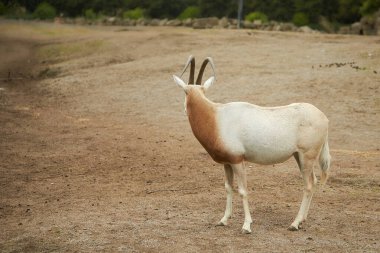 Addax (Addax nasomaculatus), beyaz antilop ve screwhorn antilobu olarak da bilinir, Sahra Çölü 'ne özgü bir antiloptur. Addax cinsinin tek üyesi.