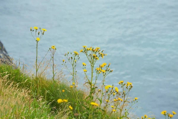 Múltiples Pequeñas Flores Amarillas Brillantes Que Crecen Hierba Verde Los — Foto de Stock
