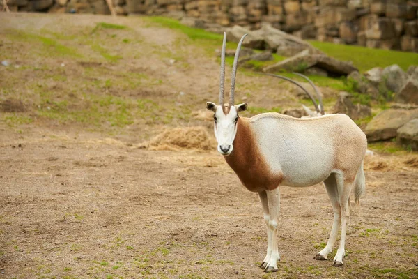 Addax Addax Nasomaculatus Également Connu Sous Nom Antilope Blanche Antilope — Photo