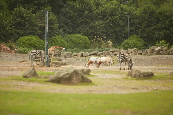 Żyrafa Zebry Addax Stojące Razem Ogrodzie Zoologicznym Upalny Letni Dzień — Zdjęcie stockowe