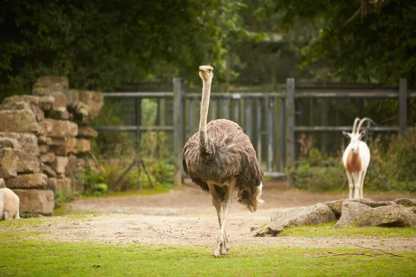 African Ostrich Struthio Camelus Largest Ratites Earth Family Lives Green — Stock Photo, Image