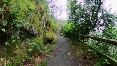 Gündüzleri yosun ve otlarla dolu sihirli bir çam ağacı ormanı..