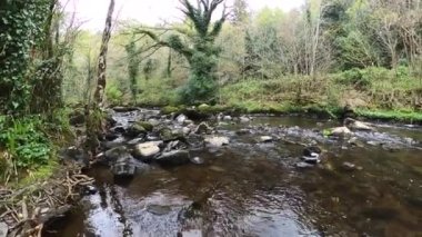 Orman deresi eski ormanlardaki ormanlarla çevrili. İrlanda 'daki Wicklow Ulusal Parkı. 