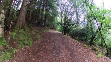 Gündüzleri yosun ve otlarla dolu sihirli bir çam ağacı ormanı..