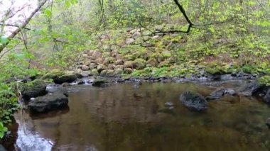 Orman deresi eski ormanlardaki ormanlarla çevrili. İrlanda 'daki Wicklow Ulusal Parkı. 