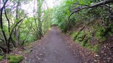 Gündüzleri yosun ve otlarla dolu sihirli bir çam ağacı ormanı..