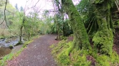 Gündüzleri yosun ve otlarla dolu sihirli bir çam ağacı ormanı..