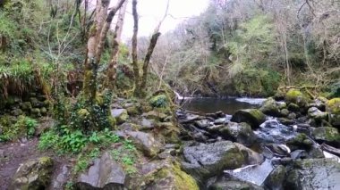 Orman deresi eski ormanlardaki ormanlarla çevrili. İrlanda 'daki Wicklow Ulusal Parkı. 