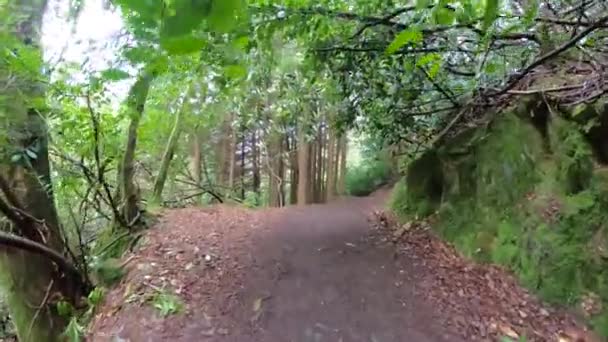 Une Forêt Pins Magique Pendant Journée Avec Mousse Herbe — Video