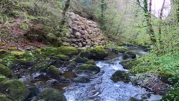 숲으로 둘러싸인 흐름입니다 아일랜드의 — 비디오