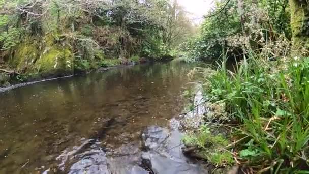 Strumień Leśny Otoczony Lasem Starożytnym Lesie Park Narodowy Wicklow Irlandii — Wideo stockowe