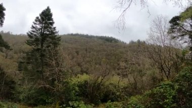 Gündüzleri yosun ve otlarla dolu sihirli bir çam ağacı ormanı..