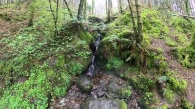 Orman deresi eski ormanlardaki ormanlarla çevrili. İrlanda 'daki Wicklow Ulusal Parkı. 