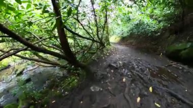Gündüzleri yosun ve otlarla dolu sihirli bir çam ağacı ormanı..