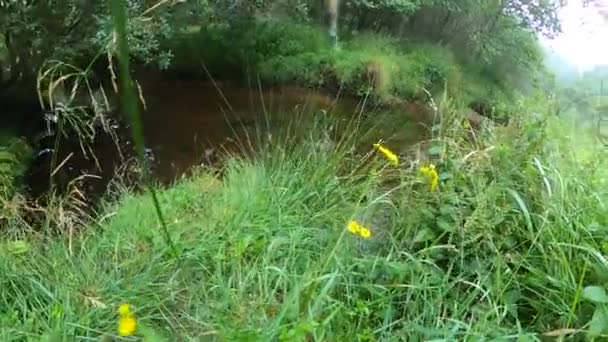 Ruisseau Forestier Entouré Forêts Anciennes Parc National Wicklow Irlande — Video