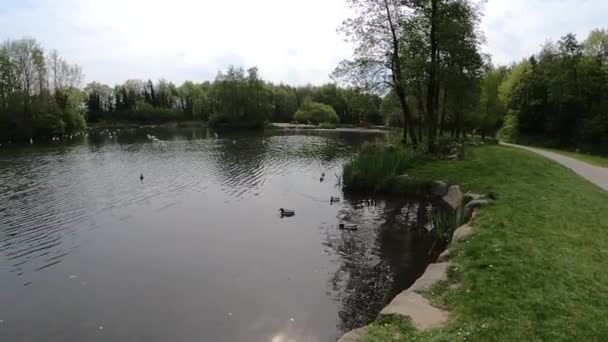 Kachna Plave Jezírku Kolem Něj Jsou Malé Kachničky Fotografie Divoké — Stock video