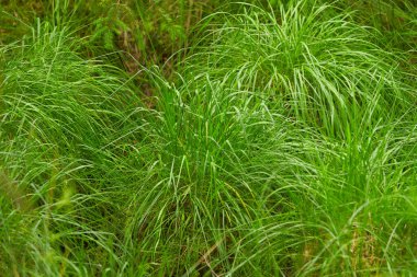 Juncus effusus (Yumuşak acele) Japonya 'da Tatami paspas malzemeleri için kullanılır.