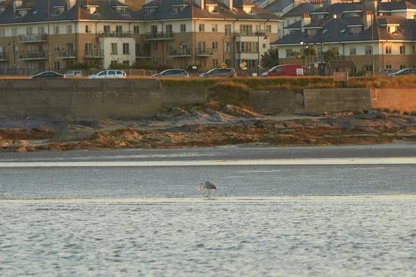 Grå Häger Ardea Cinerea Fiske Havet Med Stad Bakgrunden — Stockfoto