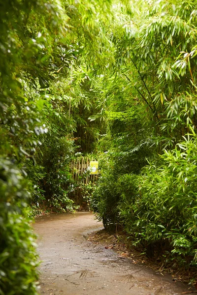 Jovem Árvore Bambu Com Cor Verde Bonita Com Borrão Macio — Fotografia de Stock