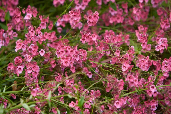 Phlox Subulataピンクの開花植物は ポーランド ヨーロッパ ポーランドの名前で成長します水平 誰もいません 英語名忍び寄るPhlox Moss Phlox Mossピンクまたは山のPhlox — ストック写真