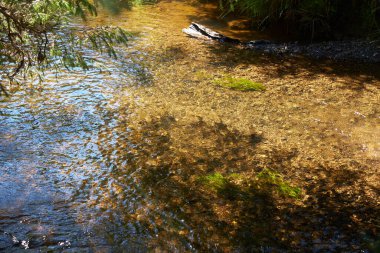 Farel balığının bebekleri sığ sularda