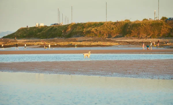 ダブリン アイルランド 2021 日没時に明るい反射青い空と美しい砂浜で遊ぶ面白い犬 — ストック写真