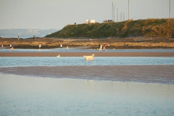 Dublin Irlandia 2021 Zabawny Pies Bawiący Się Pięknej Piaszczystej Plaży — Zdjęcie stockowe