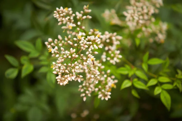 Yeşil Çimenlikteki Küçük Vahşi Beyaz Çiçekler Beyaz Ahşap Çiçekler — Stok fotoğraf