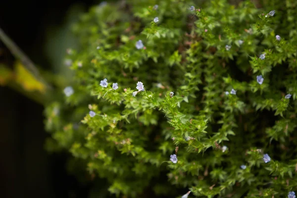 Flores Azules Pequeñas Silvestres Hierba Verde Flores Madera Blanca — Foto de Stock