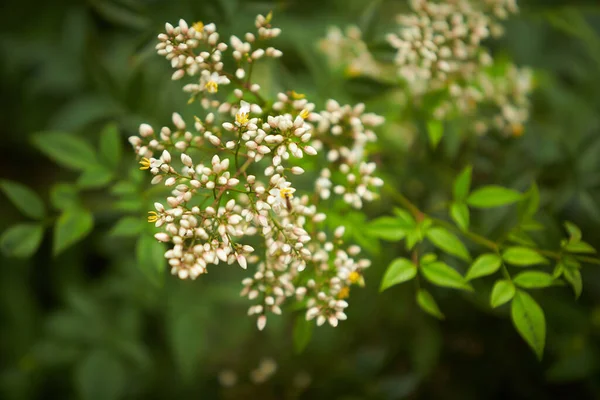 緑の草の中に野生の小さな白い花 白木の花 — ストック写真