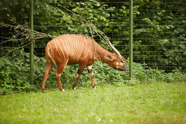 Антилопа Бонго Tragelaphus Eurycerus Различными Рогами Стоит Зеленой Траве — стоковое фото