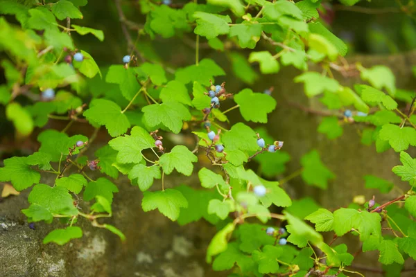 Новая Зеландия Blueberry Туруту Высокопривлекательное Льняное Растение Ярко Фиолетовыми Белыми — стоковое фото