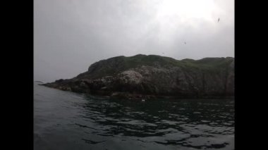 Yeşil yosunlarla kaplı Rocky adası ve İrlanda denizinde su üzerindeki kuşlar..