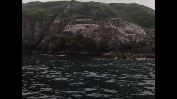 島の海に緑の苔と鳥で覆われたロッキー島 — ストック動画