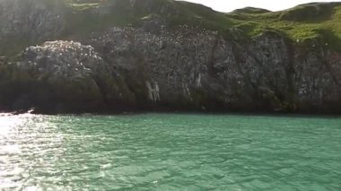 Yeşil yosunlarla kaplı Rocky adası ve İrlanda denizinde su üzerindeki kuşlar..