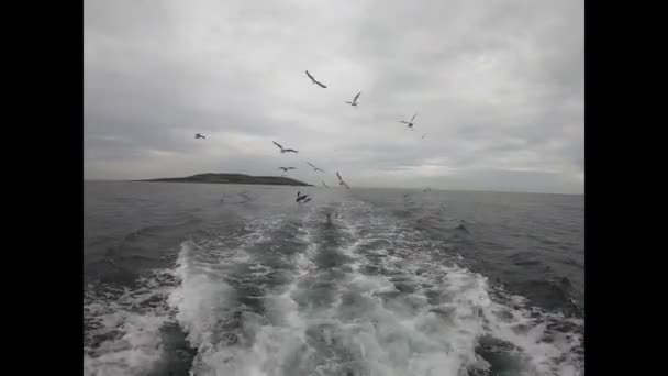 Schwarzkopfmöwen Jagen Fischerboot Offenen Meer — Stockvideo