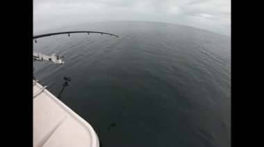 Balıkçı Pollock 'u denizde yakaladı.