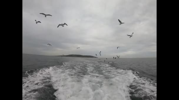 Μαύροι Γλάροι Κυνηγούν Αλιευτικό Σκάφος Στην Ανοιχτή Θάλασσα — Αρχείο Βίντεο