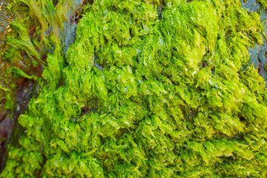 Gündüz yeşil yosunlu Rocky plajı, deniz arka planında..