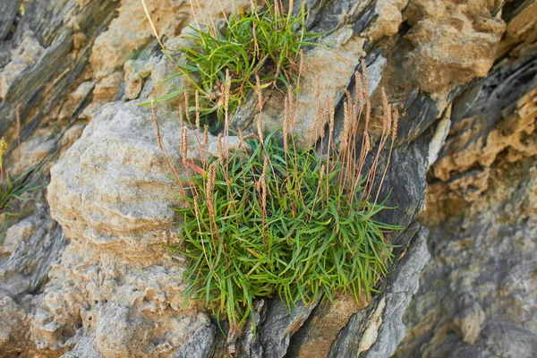 Fiori Selvatici Crescono Pietra Sulla Spiaggia Mare — Foto Stock