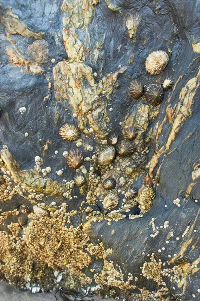 Een Close Van Schelpen Een Rots Aan Een Strand Bij — Stockfoto