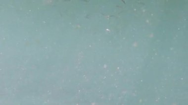 Deniz suyunda küçük kumsal balıkları.