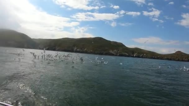 Möwen Tauchen Nach Den Fischen Ins Wasser Blick Auf Unterwasser — Stockvideo