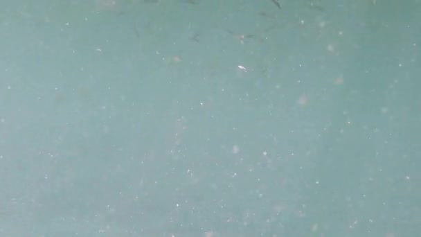 海水中の小さなサンデル魚 — ストック動画