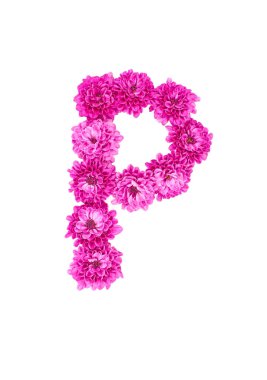 P harfi çiçeklerden yapılmış, pembe kasımpatı figürleri, beyaz arka planda izole edilmiş..
