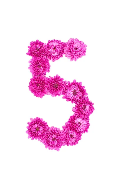 Νούμερο Πέντε Λουλούδια Φιγούρες Από Ροζ Χρυσάνθεμο Απομονωμένες Λευκό Φόντο — Φωτογραφία Αρχείου