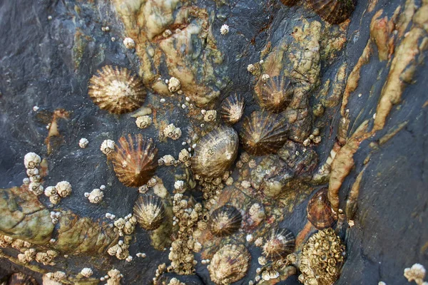 Gros Plan Coquillages Sur Rocher Une Plage Marée Basse — Photo