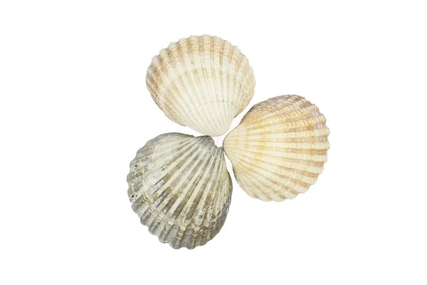 Conchas Marinhas Isoladas Sobre Fundo Branco Shell Seashell Conch Isolado — Fotografia de Stock