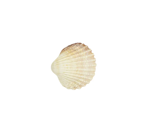 被白色背景隔离的海贝壳 在白色背景下隔离的贝壳 贝壳或海螺 作为装饰或纪念品 — 图库照片